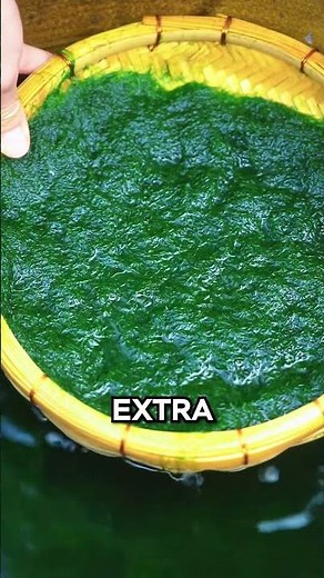 How Algae Turns Into Seaweed 🤯