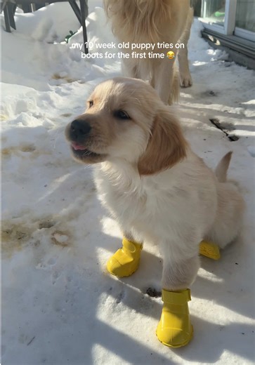New Boot Goofin' with Our Golden Retriever Puppy