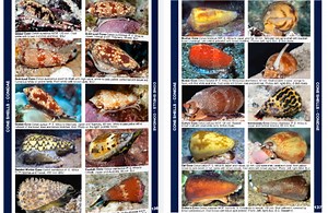 Watch Living Seashells of the Tropical Indo-Pacific - look inside on Amazon Live