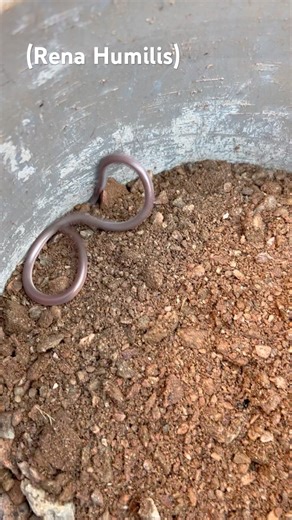 Mucking into an old adit and found this guy guarding the entrance!