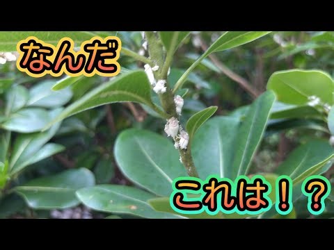 【なんだこれは⁉️】低木を枯れさせてしまう謎の白い物体の正体とは？【イセリアカイガラムシ】