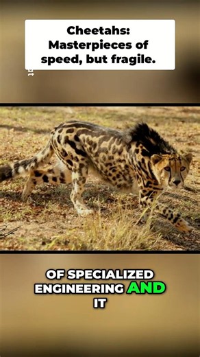 The Hidden Cost of Being the World's Fastest Animal | Cheetah Facts