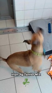 As always, your support throughout the year means so much to us. So, help spread the joy to the dogs who need it most by buying your gifts from our shop today. | Dogs Trust Ireland