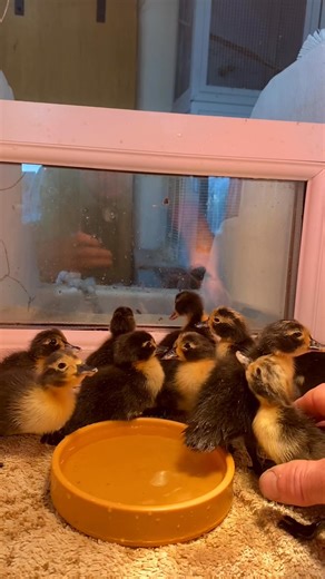 4.5K views · 198 reactions | Last hatch of the year. Shetland duck babies 朗 #ducklings #ducklingsofinstagram #chicks #fluffy #rarebreedssurvivaltrust #conservationbreeding #scottishborders #oxton #lauder #ducks #birdgardensscotland #visitscotland #babies | Bird Gardens Scotland CIC | Facebook
