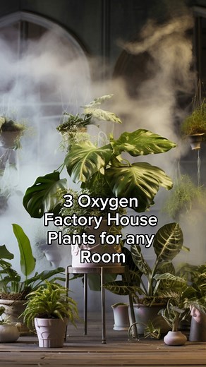 3.1K views · 82 reactions | 3 Oxygen Factory House Plants for any Room 華 Explore the green wonders of three oxygen-boosting houseplants , debunk the myth about plants suffocating you, and breathe easy in your healthier home! #Houseplants #OxygenFactoryPlants #HealthyHome #PlantLovers #BreatheEasy | RootGrowings | Facebook