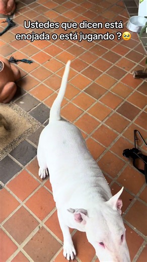 ¿Alicia Trece: Enojada o Jugando?