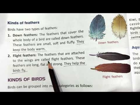 Types of feathers in birds