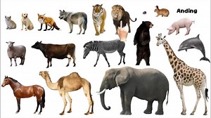 Mammals | Anding - Picture Play