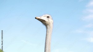 Ostrich slowly moves his head against the blue sky. Funny ostrich on a farm