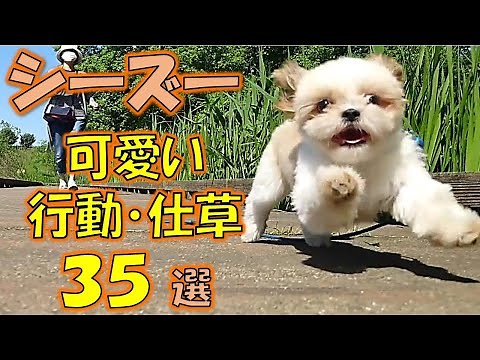 シーズー可愛い行動・仕草集。飼うならシーズー！となる動画