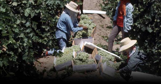How Cesar Chavez Joined Larry Itliong to Demand Farm Workers' Rights | HISTORY