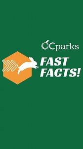 🦌 Doe not be mistaken, these aren't reindeer - they're mule deer! ✨ On this #FastFactFriday, Resource Specialist Shelbi shares three fast facts about these curious creatures that are often spotted at OC Parks. #OCParks #FastFacts #MuleDeer | Orange County Parks