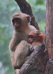 52K views · 2.1K reactions | Today Raining......Baby monkey Trying to call mom luna, but not seen luna, rainbow she is so good for baby luno, rainbow take care baby luno under the raining.... | Lovely Monkey | Facebook