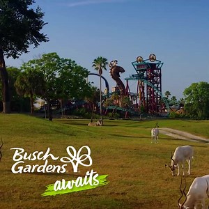 33K views · 44 reactions | Feed your favourite animals, or feed your adrenaline-junkie needs with some of the wildest rides in Florida. Choice is yours! | Busch Gardens Tampa Bay | Facebook