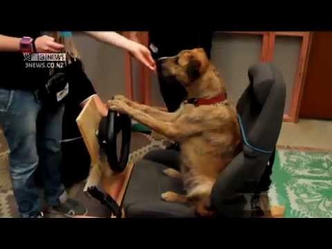 Teaching Dogs to Drive
