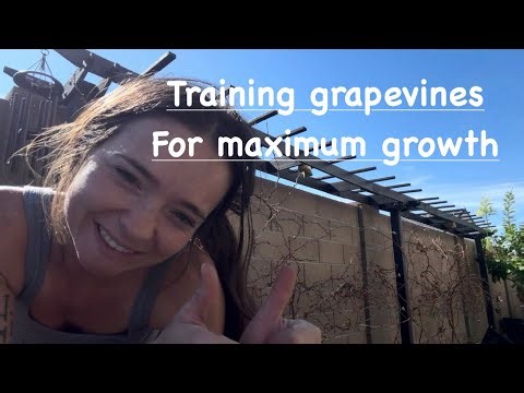 Training grapevines for maximum growth | In the desert