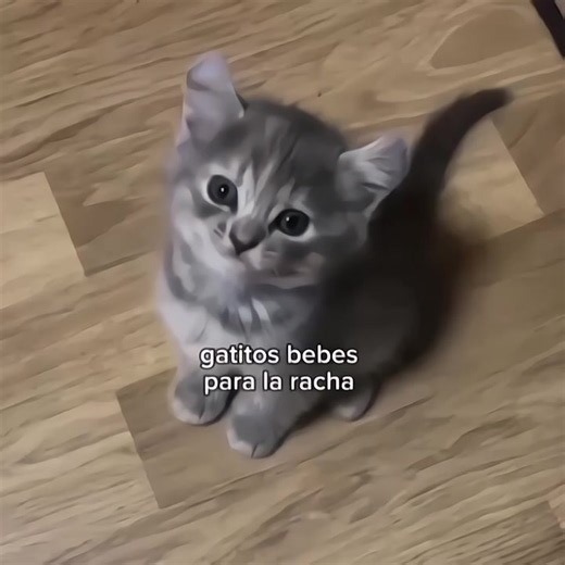 Funny Cats Compilation: Cute Cat Moments & Cat Humor