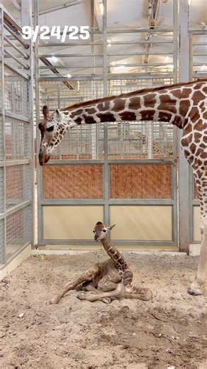 1.7M views · 97K reactions | Meet our newest long-legged little...