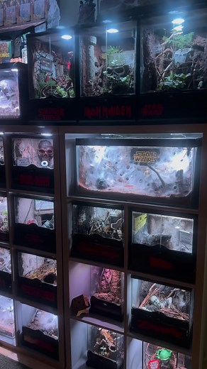 1.4K views · 512 reactions | #tarantula #spider #horror #tarantulaenclosure #tarantulalove #horrorcommunity #tarantulakeeper #spiders #tarantulapet #tarantulagram #vivarium #vivariumsofinstagram #vivariums #arachnids #arachnidsofinstagram #exoticpets #pets #reel #reelinstagram❤️ #horrormoviefan #horroraddict #horrorartist #shorts #shortshorts #spidersofinstagram #fansofhorror #starwars | Tarantula Tastic Enclosures | Facebook