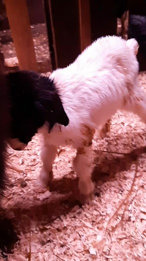 Les bébés de Simone sont trop mignons. 😭😍 Bienvenue au monde les petits. #chevre #bebe | Leony Hebert-Breuvart