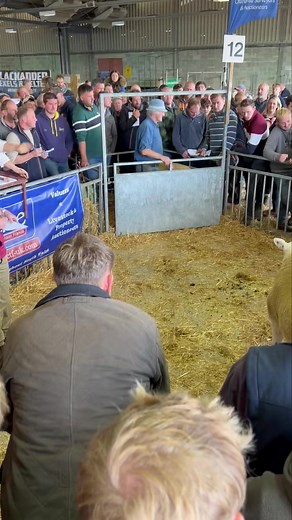 Ed Samuel rounds off the day in style selling Hendre Hitman (2419) at 9000gns. Then he makes 4000gns of Hendre Huntsman (2420) and 2000gns of Hendre Hanibal (2421). | British Texel Sheep Society