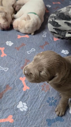 Puppies are 2 weeks old!! Eyes and ears are starting to open. They still have sea legs but are getting stronger every day! *Update on Maple from the emergency vet in Scarborough: the cause of Maples fever remains a mystery. Fever of unknown origin panel came back all negative. **1 male, 2 females (Ms. Red & Ms. Purple) 👀 4 homes. RTG March 24th | Log Cabin Labs