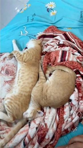 Tomcats vs cats queen cute cute #short #cute #cat #tom #queen