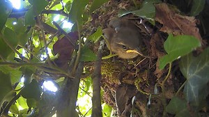 Springwatch Live Cameras