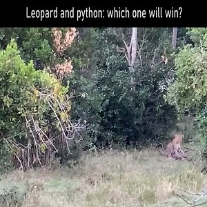 2.2M views · 10K reactions | Leopard and python: which one will win? #animal | Animal Channel Videos | Facebook
