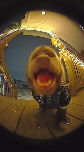 Funny Monkey Videos to Celebrate Happy New Year!