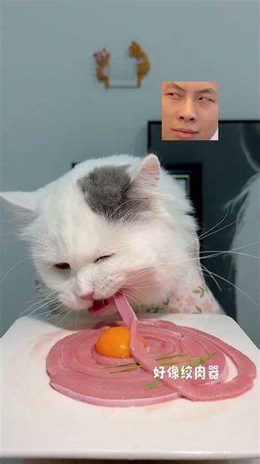 Eat like a pig at one go cat eating broadcast feed the cat