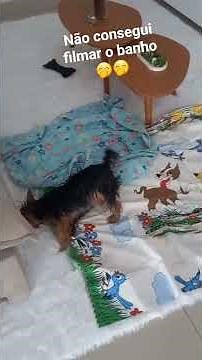 Parte 4, já to cansada kkk #ytshorts #pets #youtubeshorts #youtube