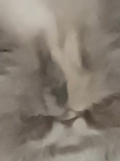 Exploring UTAU: Free Will in Vocaloid Music Creation