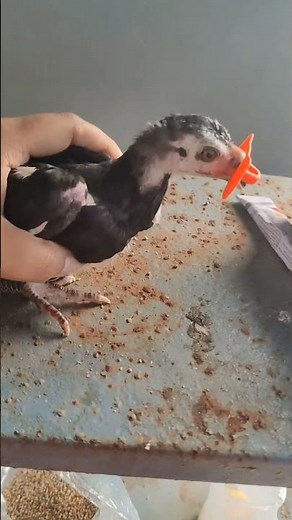 💪🐓Day 24:நான் சண்டை கோழி வளர்க்கப் போறேன்| Starting My Fighting Chicks | #reels #viral #nattukoli