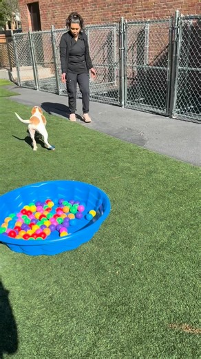 🐾 Why Puppy Socialization Matters (From Your Dog Daycare Family) 🐾 Those early puppy months are everything. At daycare, we see it every day—puppies who are gently and positively introduced to new people, dogs, sounds, and environments grow into more confident, well-adjusted adults. Socialization isn’t just about playtime (though that’s a big bonus 😉). It helps puppies: •Learn appropriate dog-to-dog communication •Build confidence around new people, kids, and handling •Reduce fear, anxiety, an