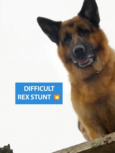 Ever wonder what it takes to teach Rex a brand-new move? 🐾 In Part 2 of our Commanding the Scene series, Dog Master and Executive Producer Sherri Davis reveals the behind-the-scenes challenges of pulling off a complex pier stunt! 🌊 From adapting commands to perfecting timing, this one pushed Rex’s skills to the next level. No green screens—just grit, trust, and teamwork. #HudsonAndRex #DogStunt