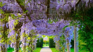 The magnificent Wisteria Festival will enchant Lyon for a month!