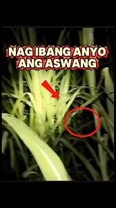 Nag ibang anyo ang aswang #aswang #horror #creepy #scary | Ghost Hunting Explorer