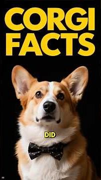 CORGI FACTS 101 ✅ Top 10 Corgis Dog Breed Fun Information & Training Care Tips You Need to Know 2025