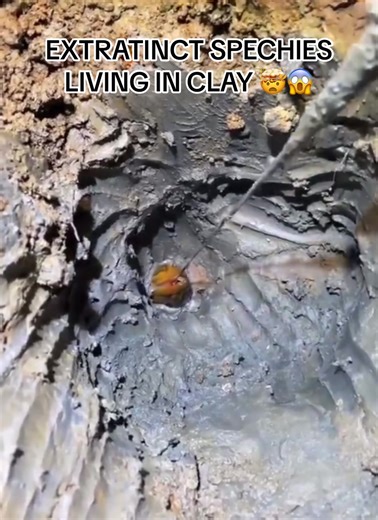 Crazy Dinosaur Fish Found Living In Clay! #satisfying #fish #dinosaur #animal #fyp #viral #xyzbca