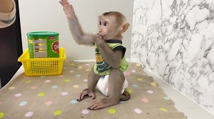 Hungrily Tauch Raise His Tiny Hand Follow Mom Mixing Milk Feed Him | Monkey Daily