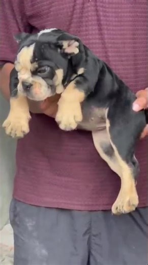 Cute Bulldog Puppy Adorable Dog Moments