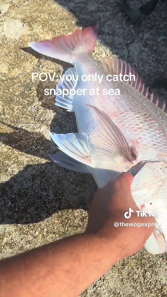 Snapper Fishing Adventures: Catching Fish from the Rocks