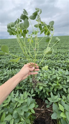 26K views · 197 reactions | Out checking plant architecture, root development and nodulation, and main stem node counts. www.empoweringfarmers.com | MY YIELD | Facebook