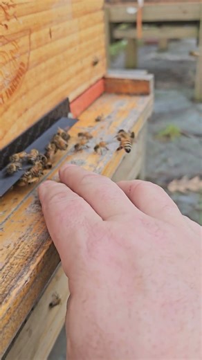 Honeybees Don't Hibernate – Flying Free in December!