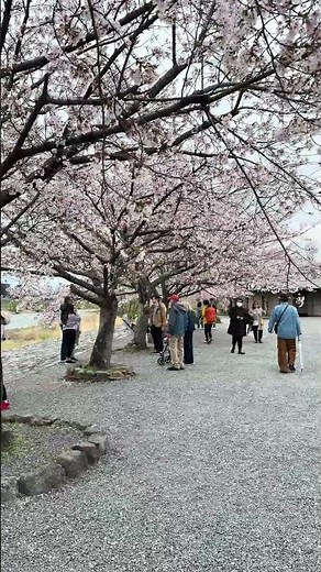 嵐山の #桜吹雪 Sakura Blossom in Arashiyama, Kyoto