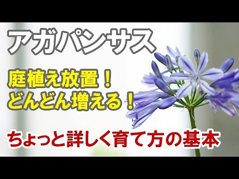 How to grow agapanthus: If you're planting it in your garden, start by mixing in compost and leaf...