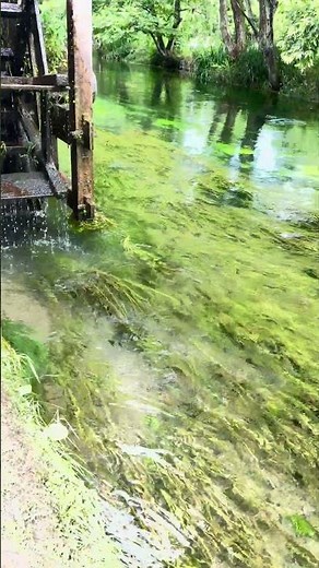 長野県大王わさび農園#長野県#大王わさび農園#癒し