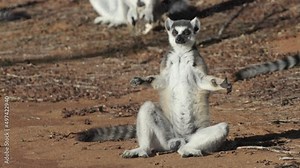 catta lemur sunbathing in morning light on sandy bottom in yoga posture cross legged and arms spread. Medium shot
