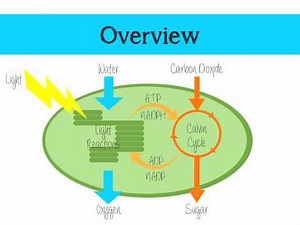The Light Independent Reaction of Photosynthesis